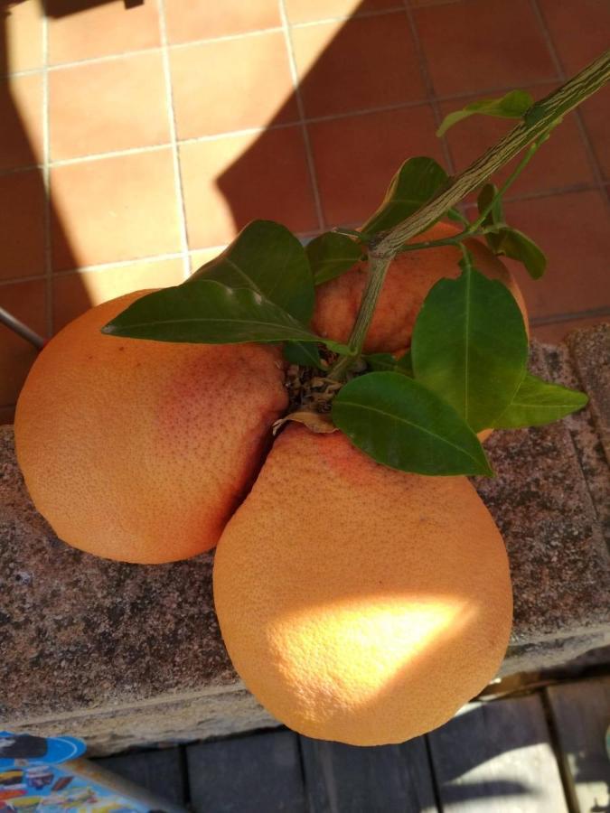 Apartamento Vista Daire Torrevieja Dış mekan fotoğraf